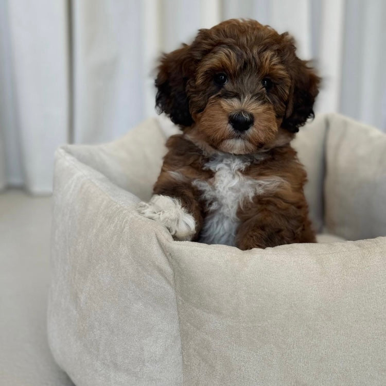 Pelle Hundekurven Beige